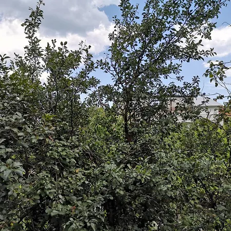 Alfa With Parking Гостьовий будинок Варна